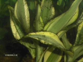 plants.webp