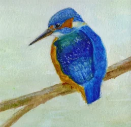 kingfisher_watercolour_2__crop___Medium_.webp