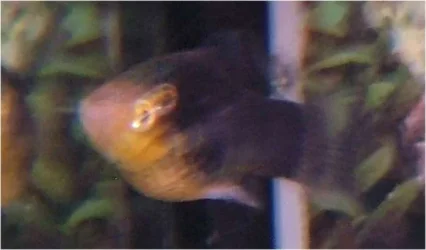 fish1.webp
