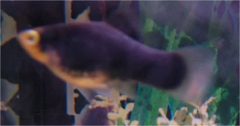 fish2.webp