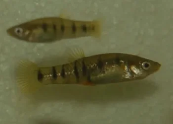 Female.webp