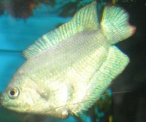 gourami3.jpg