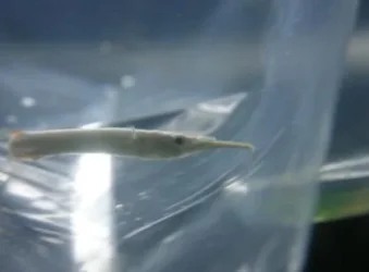 halfbeak1.webp