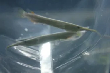 halfbeak2.webp