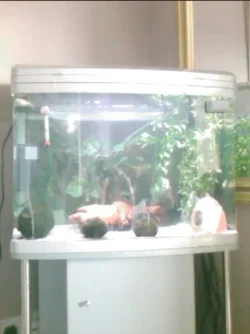 Brackish_tank.webp