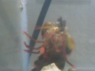 mantis2.webp