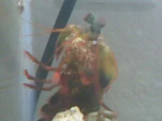 mantis4.webp