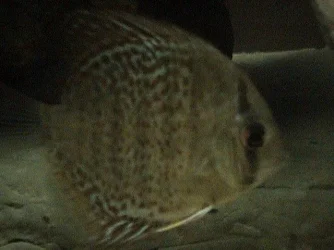 DSC00012.webp