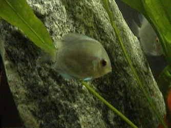 DSC00013.webp