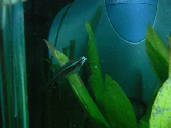 dead_minnows_1.webp dead_minnows_1.webp