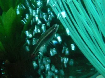 dead_minnows_2.webp dead_minnows_2.webp