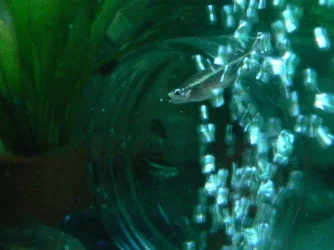 dead_minnows_3.webp dead_minnows_3.webp