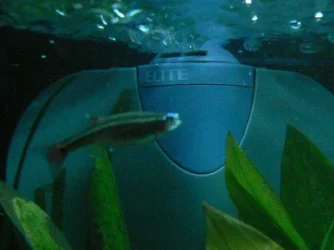 dead_minnows_4.webp dead_minnows_4.webp