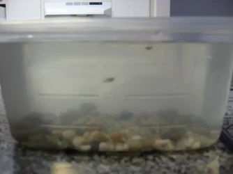 Baby_fish__at_least_5_weeks_old__003.webp