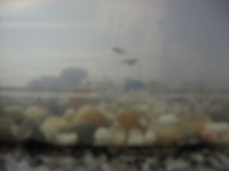 Baby_fish__at_least_5_weeks_old__002.jpg