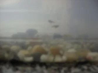 Baby_fish__at_least_5_weeks_old__002.webp