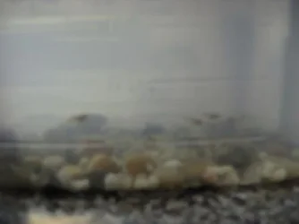 Baby_fish__at_least_5_weeks_old__001.webp