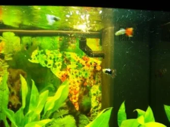 Guppy.webp Guppy.webp