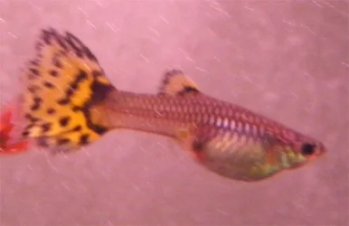 DSCF1586.webp