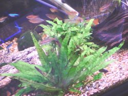 Plants3.jpg Plants3.jpg