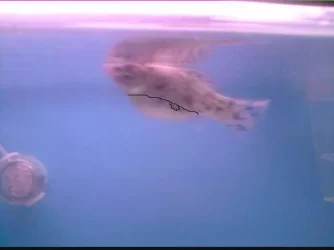 pregnant_fish_pic.webp