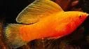 images.webp