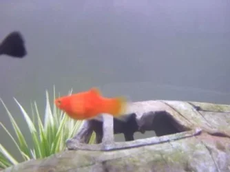 fishB.webp