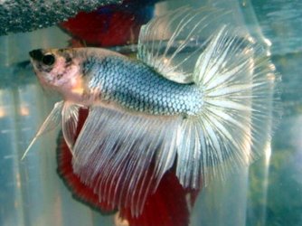 betta01.jpg betta01.jpg