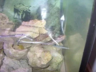 fish.webp