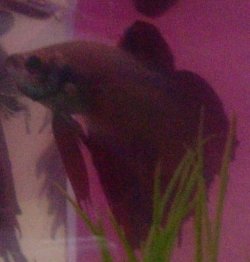 RSCN2225.JPG RSCN2225.JPG