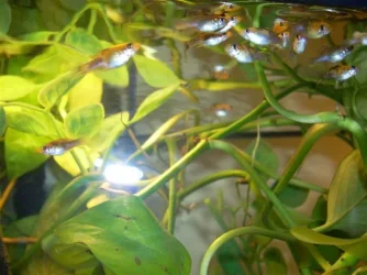 Picture_055__Small_.webp