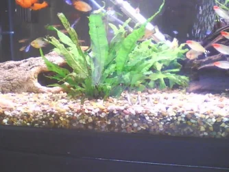 Plants0.webp