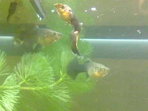 09102008091.webp