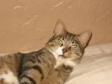 gizzi.webp