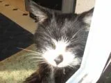 fluff.webp