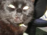 olly.webp