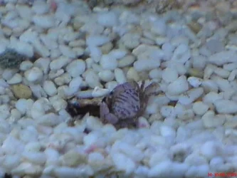 crab.webp
