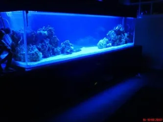bluelight.webp