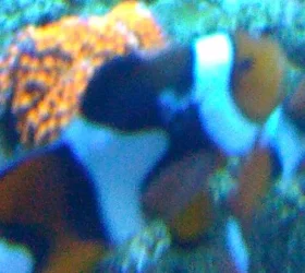262.webp