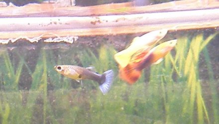 My_Guppies.jpg