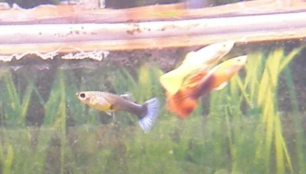 My_Guppies.webp