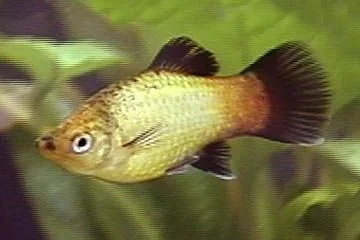 gold_wag_platy_w360.webp