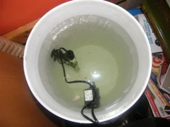 Bucket_Hatchery_Real.webp