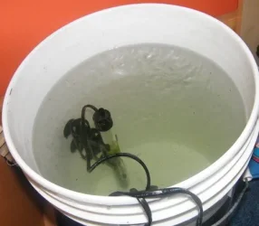 Bucket_Hatchery_2.webp