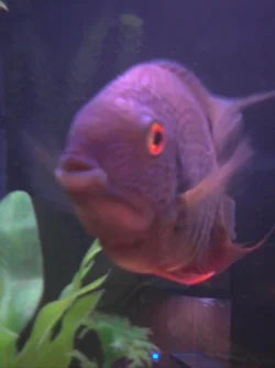 allencloseup.webp