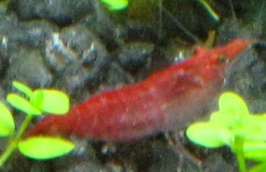 shrimps_1.jpg