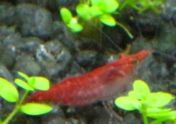 shrimps_2.jpg