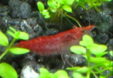 shrimps_3.jpg