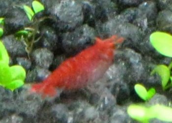 shrimps_4.jpg