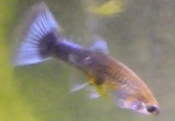 Guppy_Fem.webp